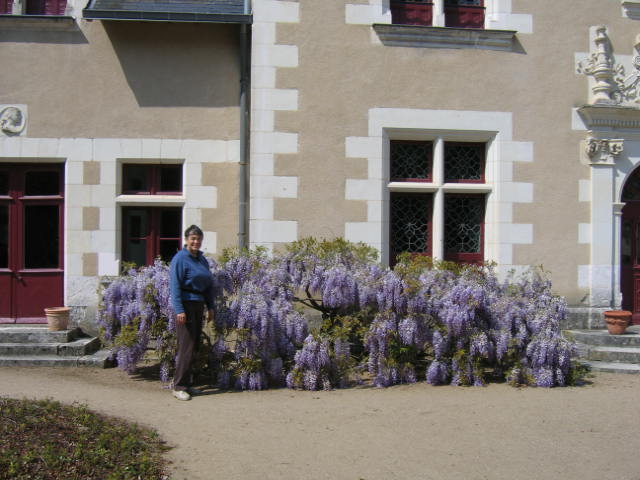 Susan and wisteria, Troussay