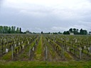 Vineyards, outside St Emilion