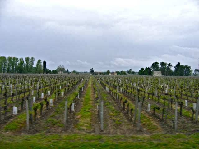 Vineyard, outside St Emilion