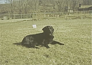 Rover in the back yard